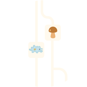 Taxonomy: Fungi and protists